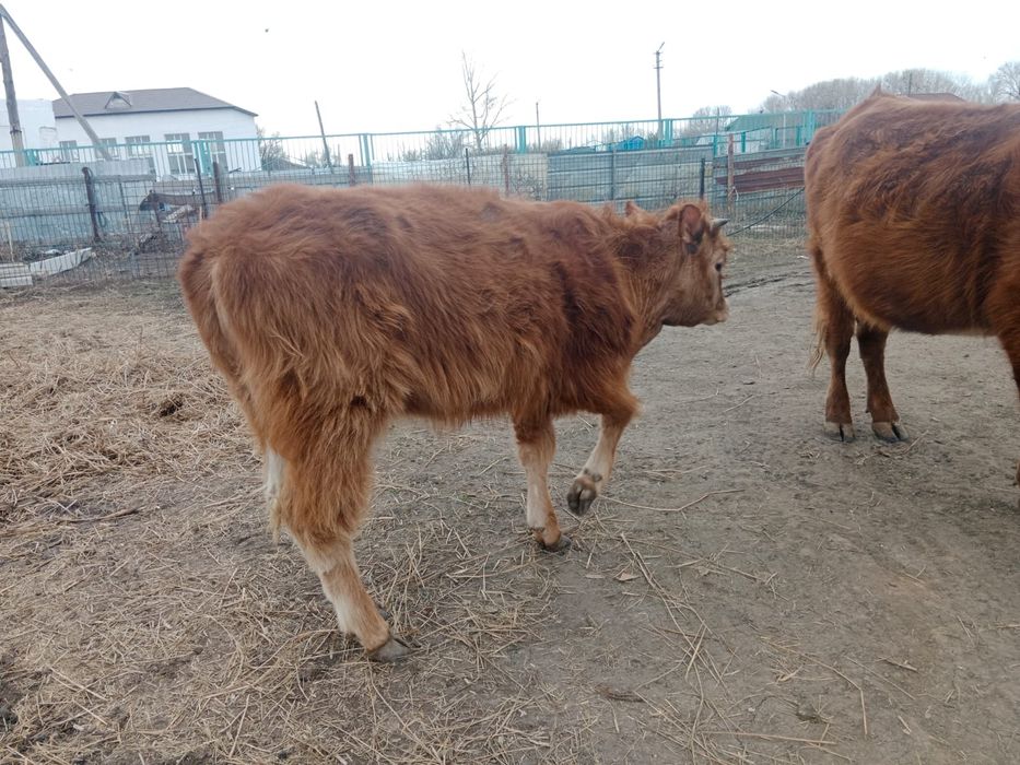 Продам телку годовалую