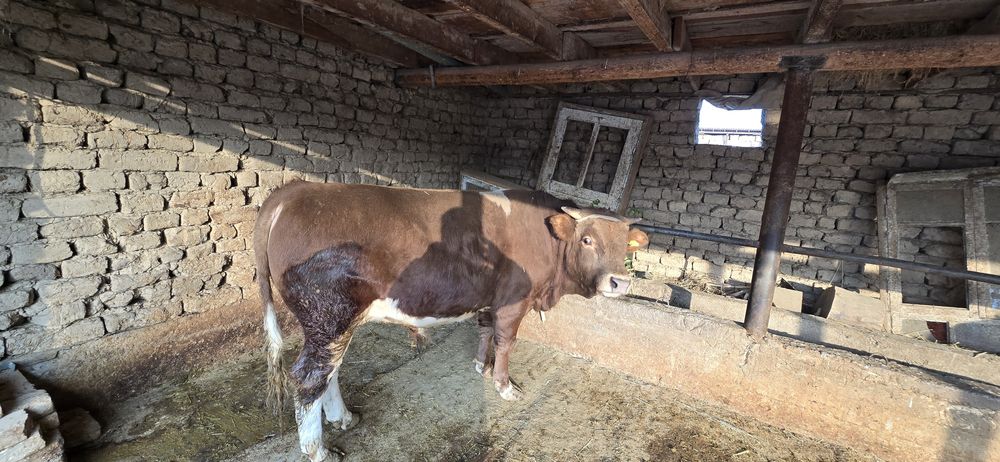 Бұқа сатылады, симментал