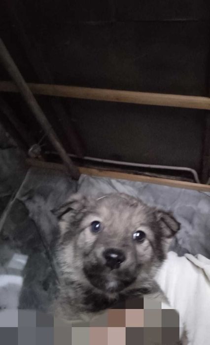 Отдам щенков в хорошие руки.