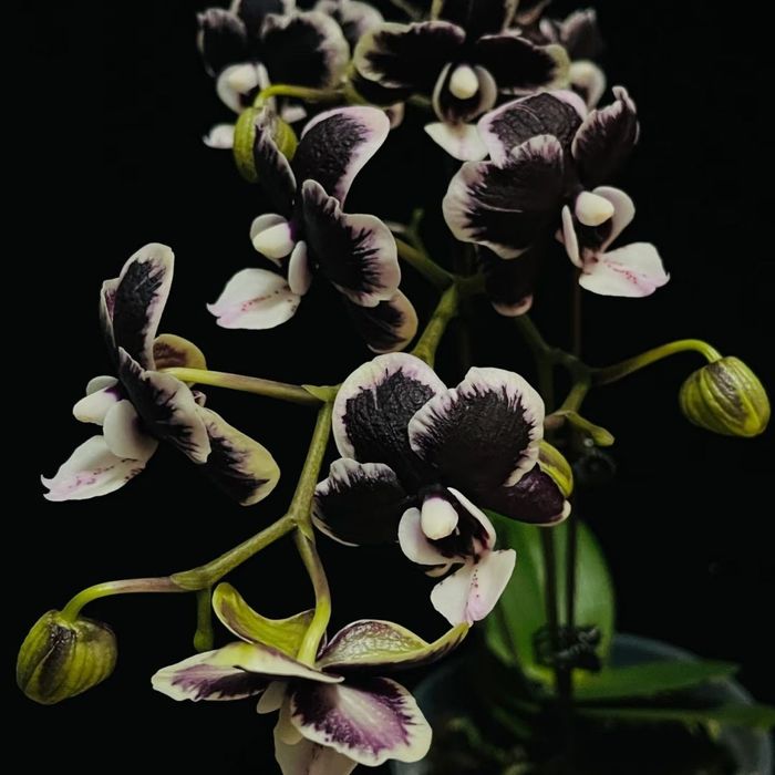 Редкие сорта Орхидеи