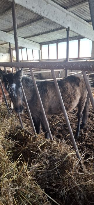 Manz de opt luni de vanzare