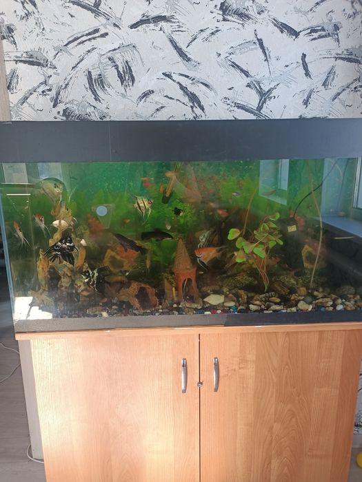 Продам аквариум на 240 л, за все 60000 тыс тг.