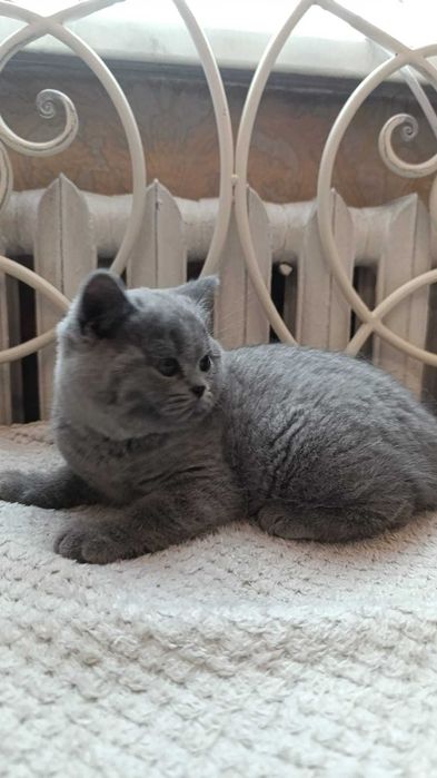 Британские котики
