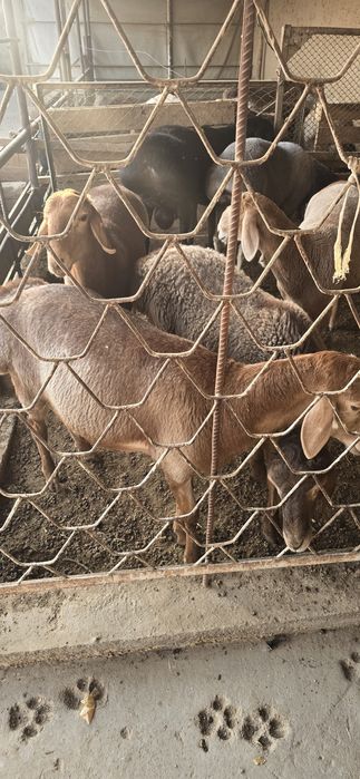 Арашан зотли йирик кочкор зот олиш учун сотилади
