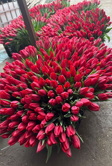 Тюльпаны оптом и в розницу