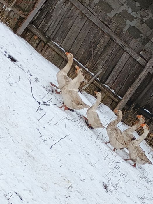 Gâscani tineri    din vară