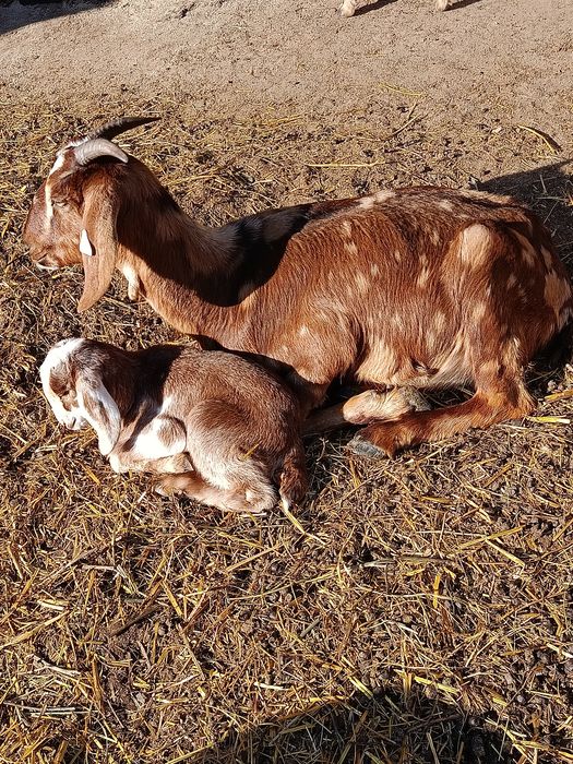 2 capre fătate cu ied