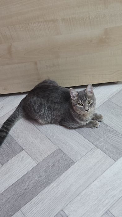 Кошку в добрые руки