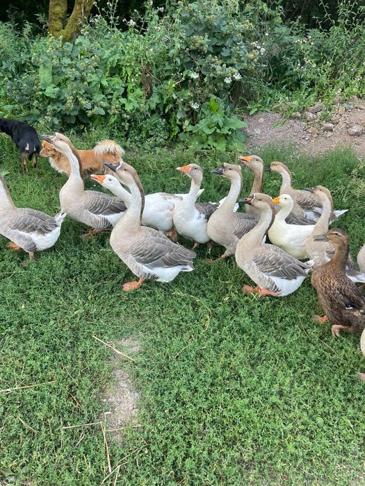 De vanzare Gascani Americane / Africane