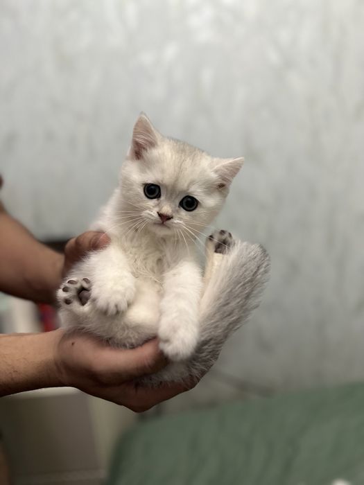 ПРОДАЮ КОТЯТ 1.5 месяца