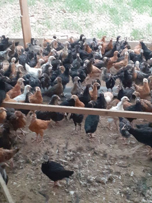 Жужалар сотилади