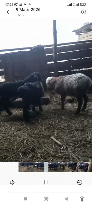 Козы сатылады кой ешкы