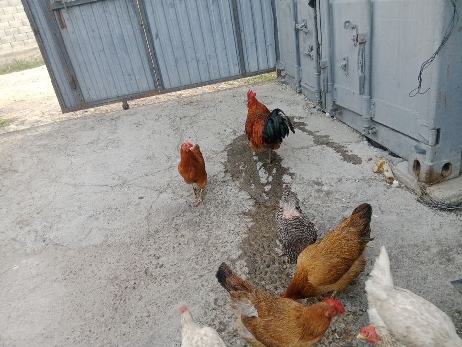Продам домашние кури