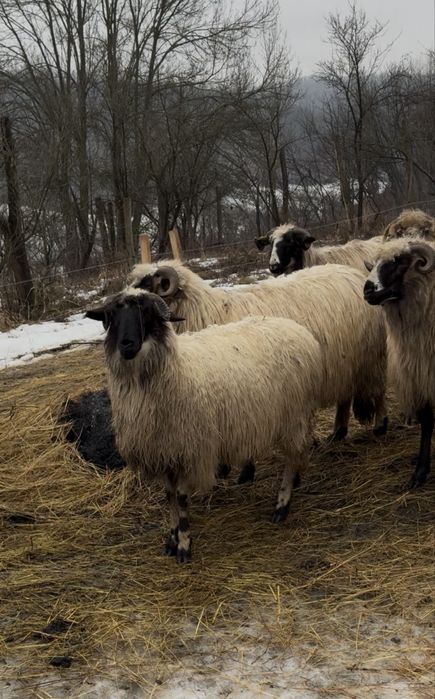 Noatin și noatină de vânzare !