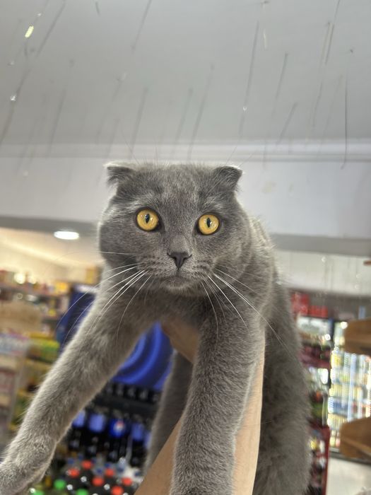 продается Британская кошка