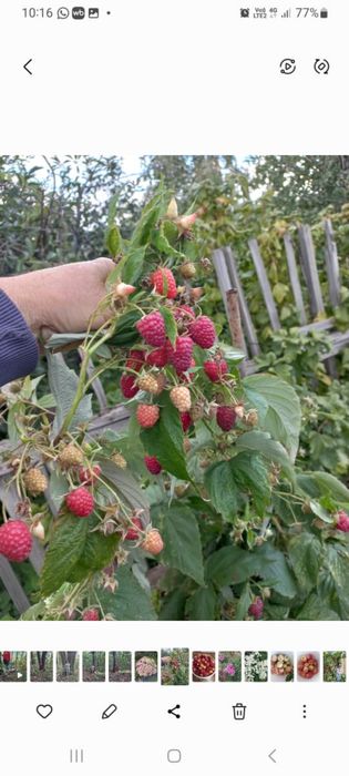 Продам ремонтантную малину