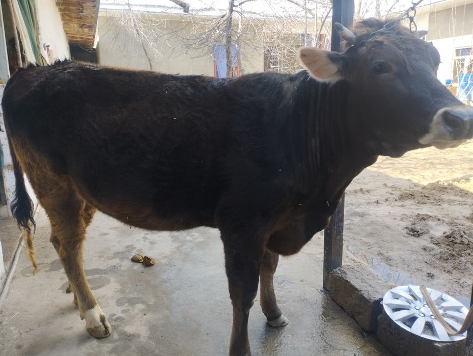 Шивит гуножинча сотилади