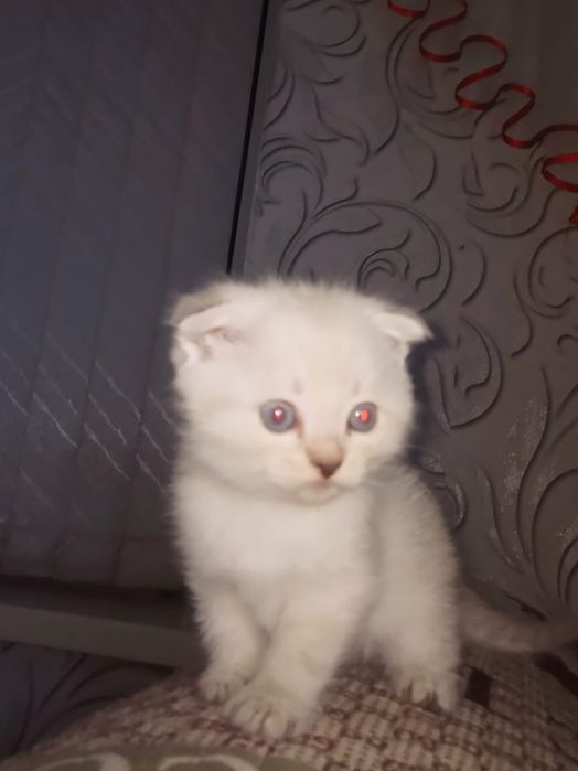 Продам котят британцы