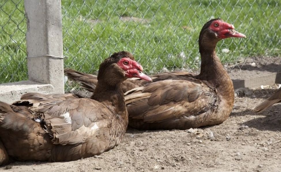 Индоутка мекен кораздар