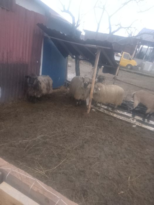 De vânzare doua capre