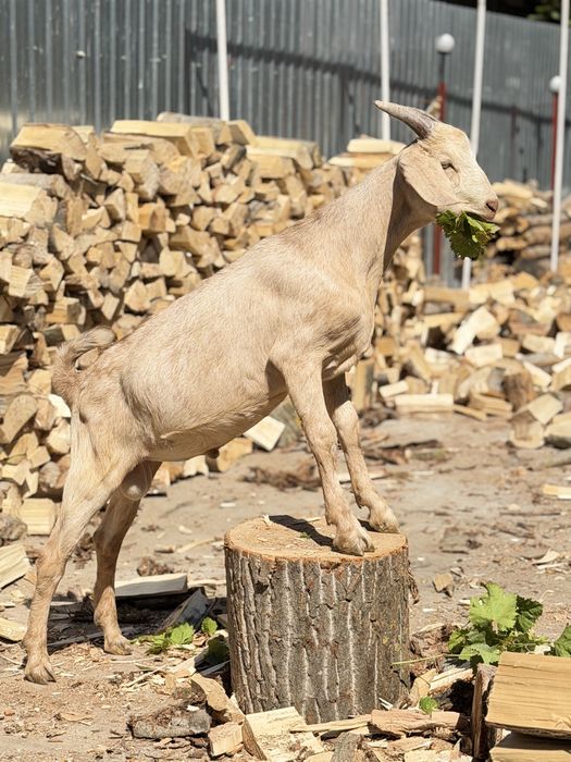 Tap Anglo-nubian X saanen