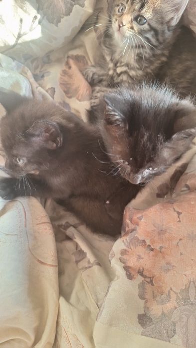 Котята смесь с майн-кун