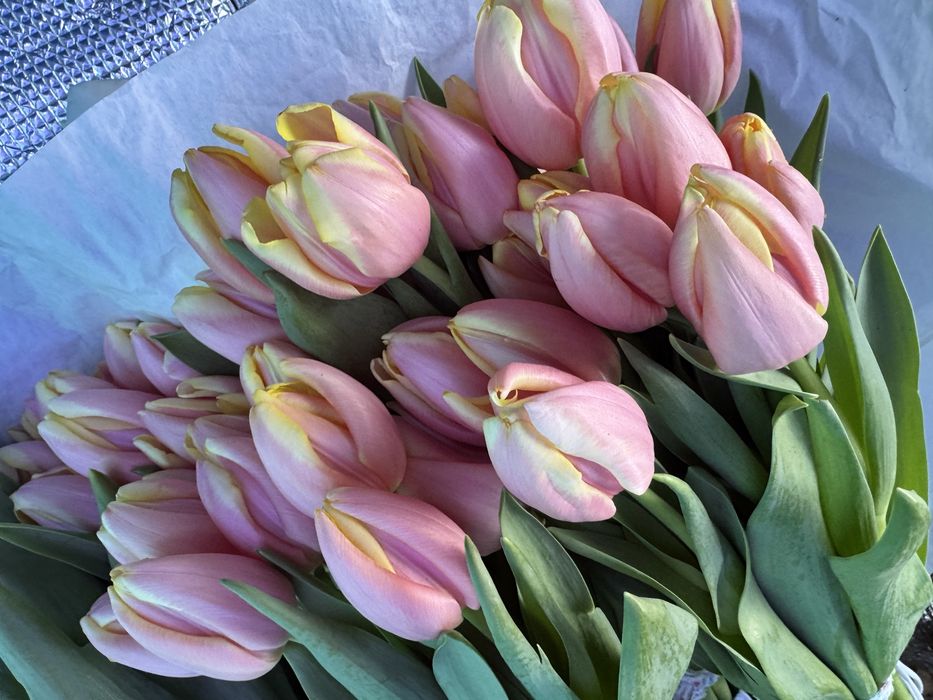 Тюльпаны свежие с луковицами