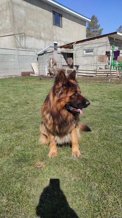 НЕ ПРОДАЖА. Ищем невесту