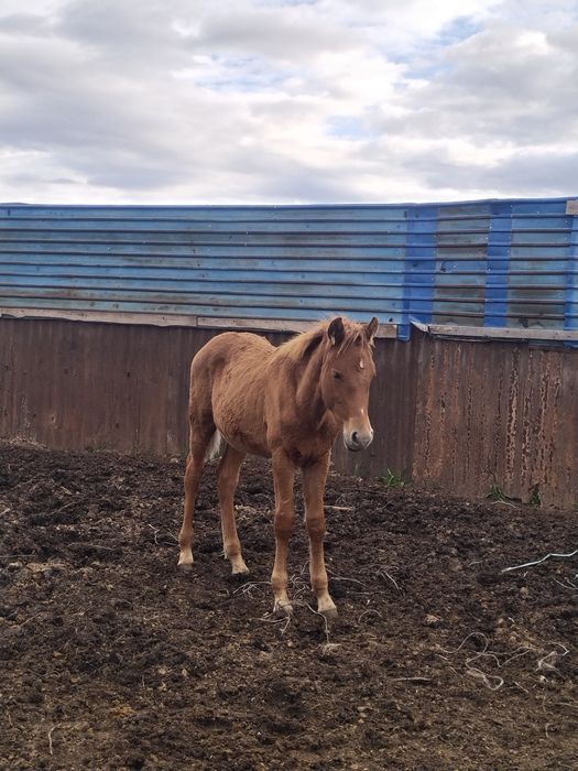 4 бас еркек жабағылар сатылады
