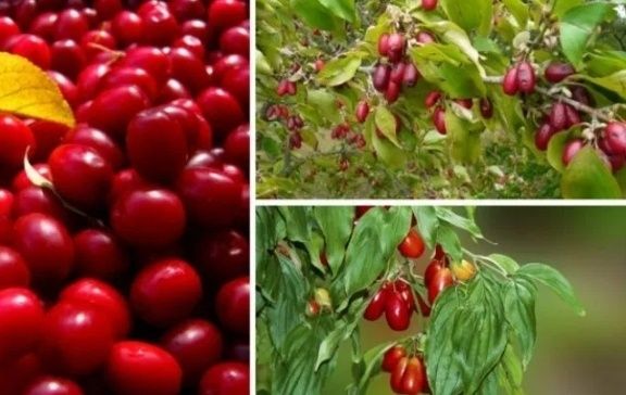 Arbuști Fructiferi Corn