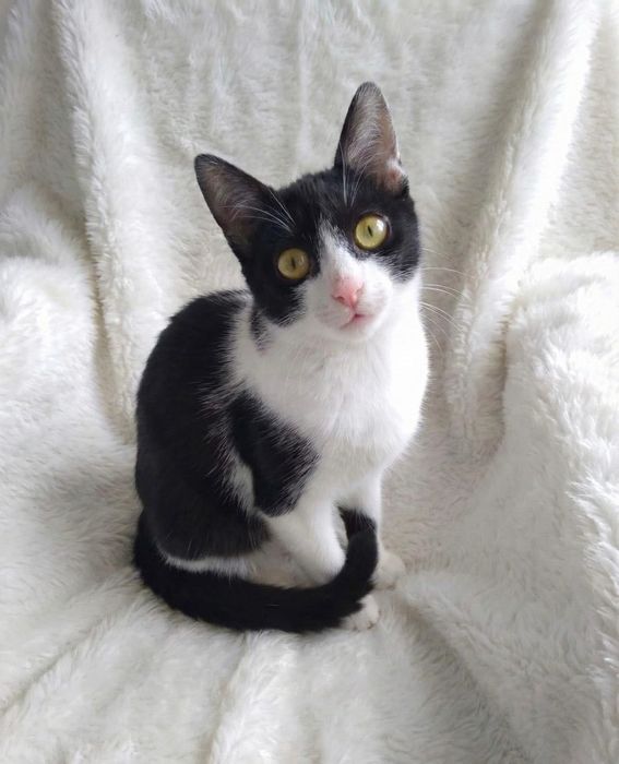 Bella Caută Casuța Perfectă!