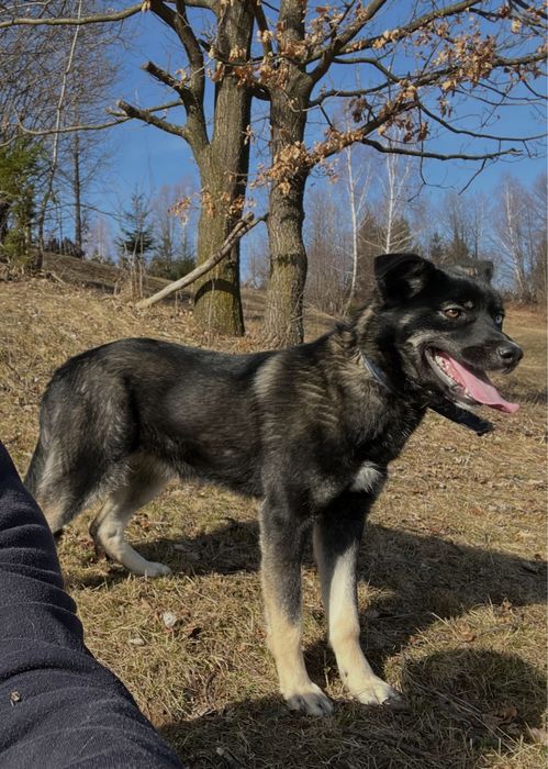 Donez caine 3.5 ani, din mama husky