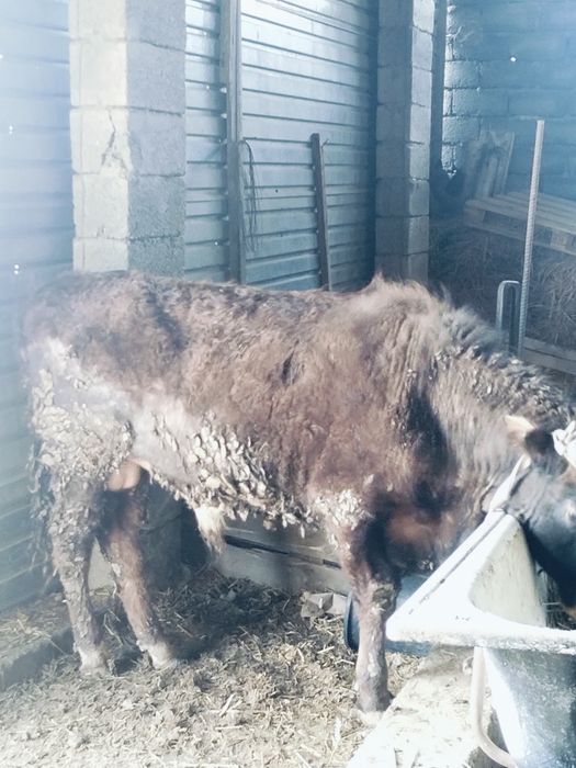 Бұқа Өгіз сатылады