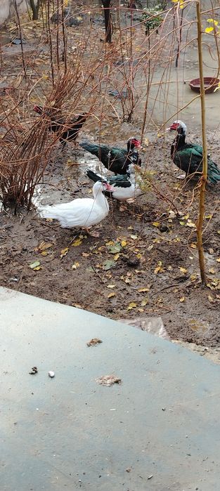 Куркалар сотилади