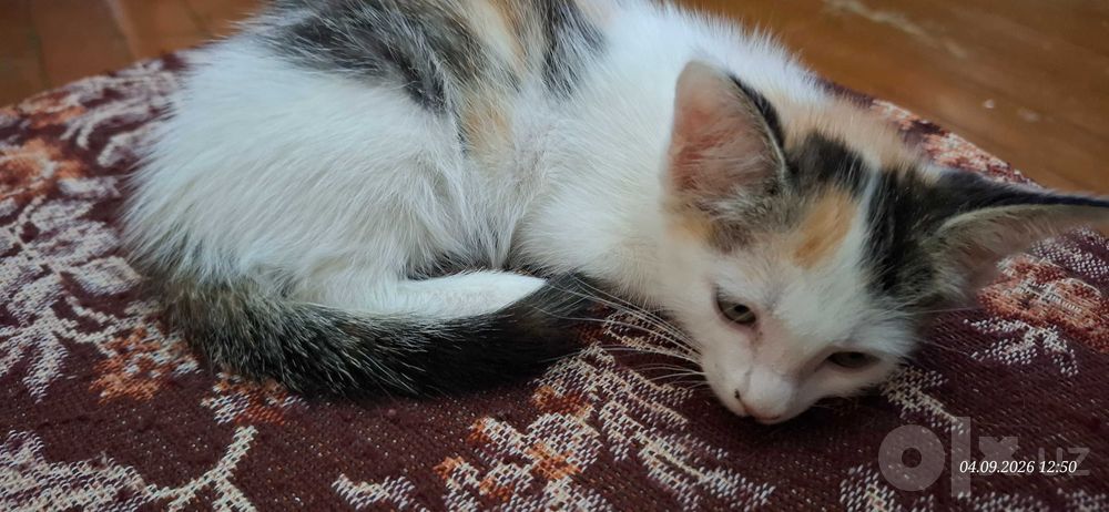 Отдам котят. Два мальчика и девочка
