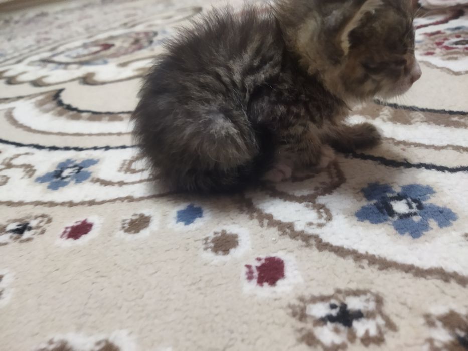 Котёнок ищет семью
