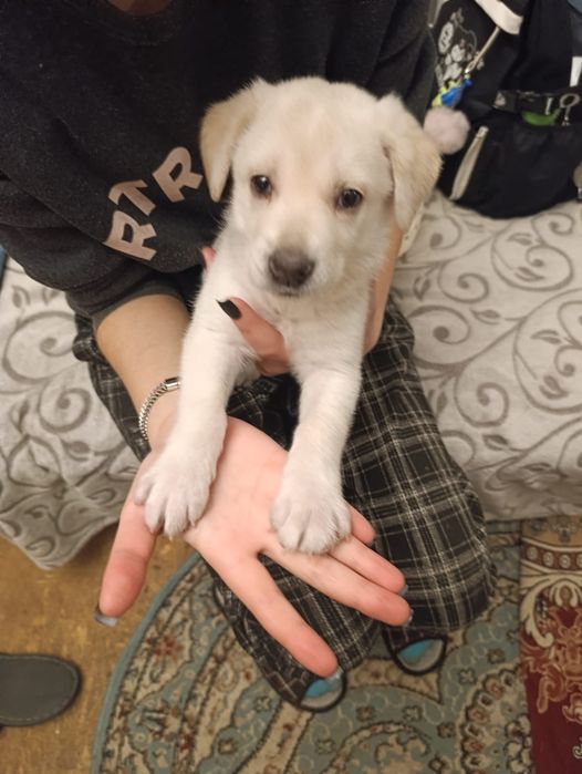 Щенок 1,5 месяца