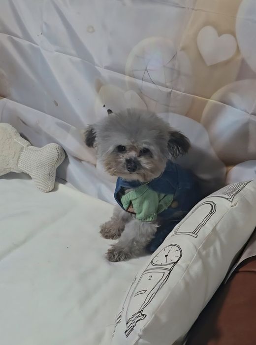 Сребърен мъжки tea cup пудел с документ за произход,9 мес