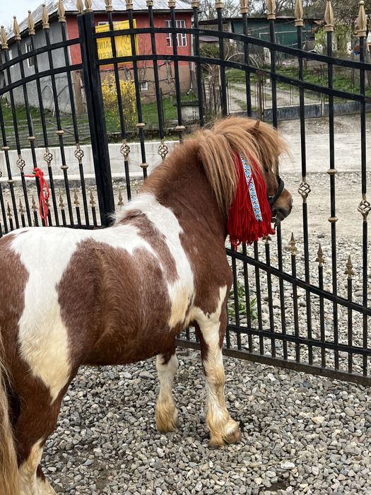 Ponei tărcat pentru montă