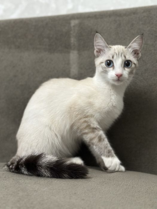 Котенок, девочка 3 месяца