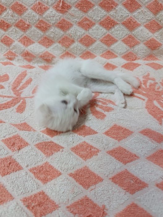 Продается девочка Скоттиш фолд