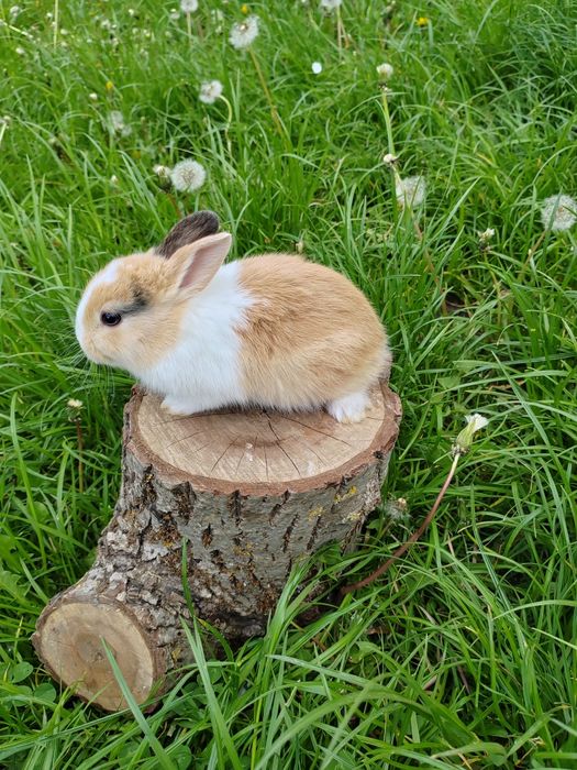 Iepurași pitici de companie