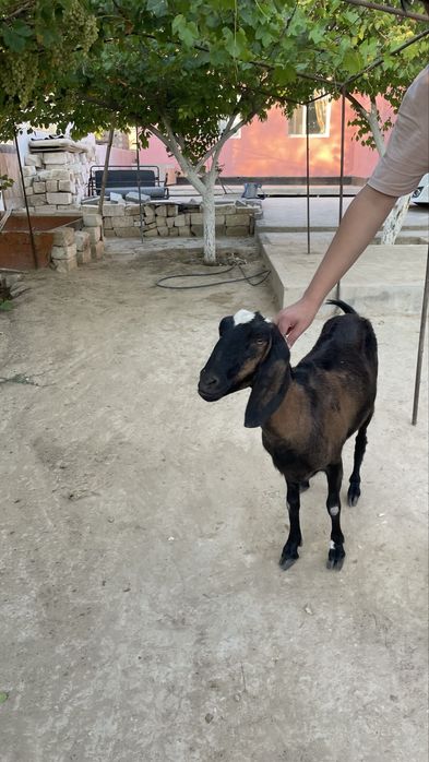 нуби ешкы алпы нуби аралас теке