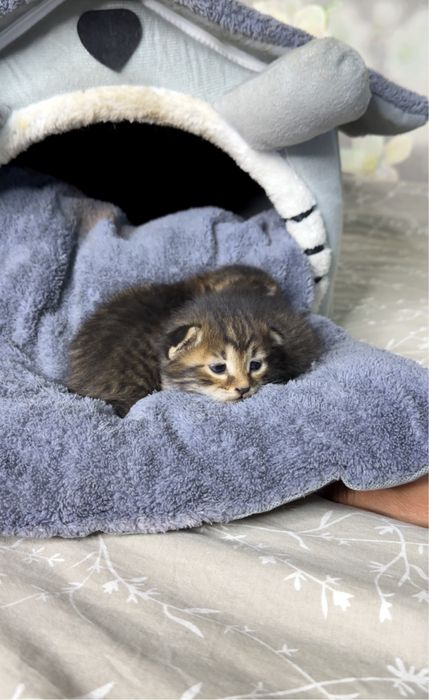 Котята мальчики