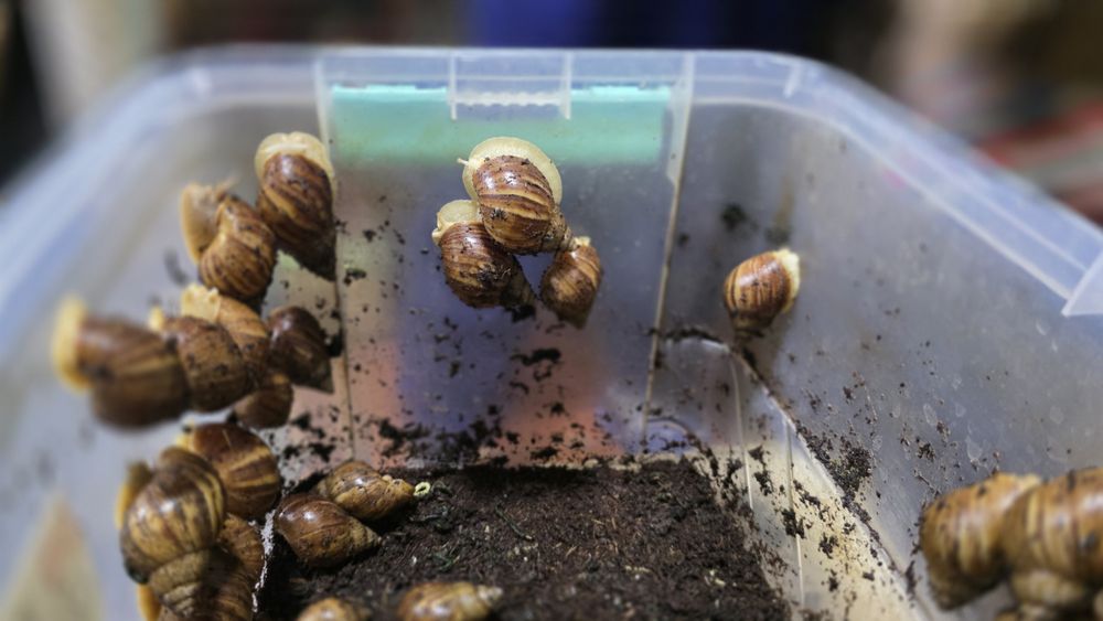 Продам улиток Ахатин разных размеров