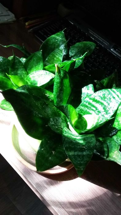 Продаю комнатные цветы разные