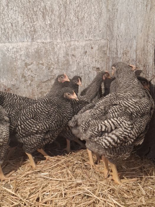 Цыплята/ плимутрок