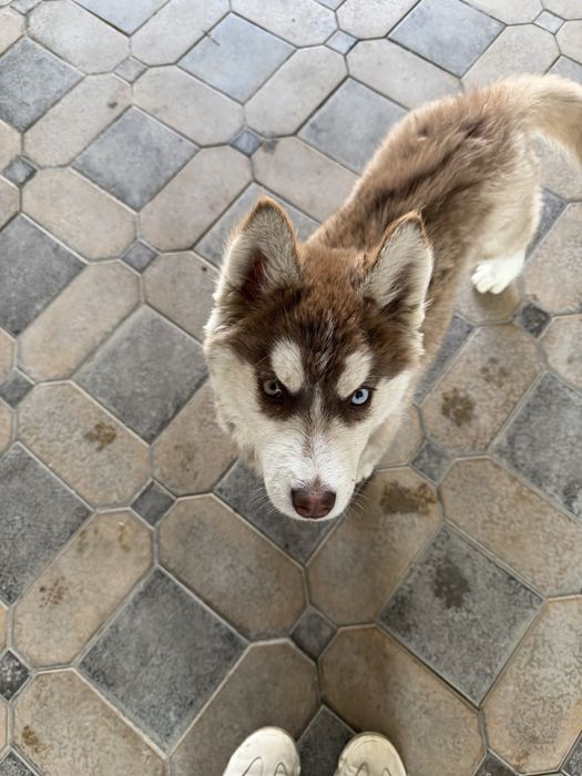 Продаю хаски в хорошие руки