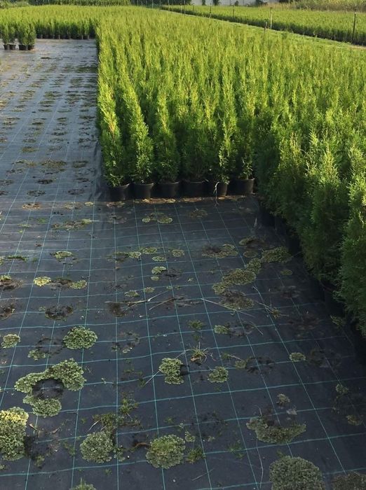 Tuia Smaragd de la 40 de cm la 160