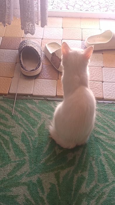 уйинкарок шух кувнок мушукча